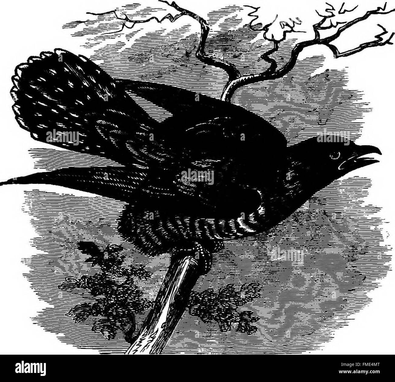 La « clé des oiseaux de l'Amérique du Nord » fournit un guide complet des espèces d'oiseaux vivants et fossiles trouvés en Amérique du Nord, du Canada au nord des États-Unis. Elle comprend des descriptions détaillées des espèces connues dans les divers écosystèmes de la région. Banque D'Images