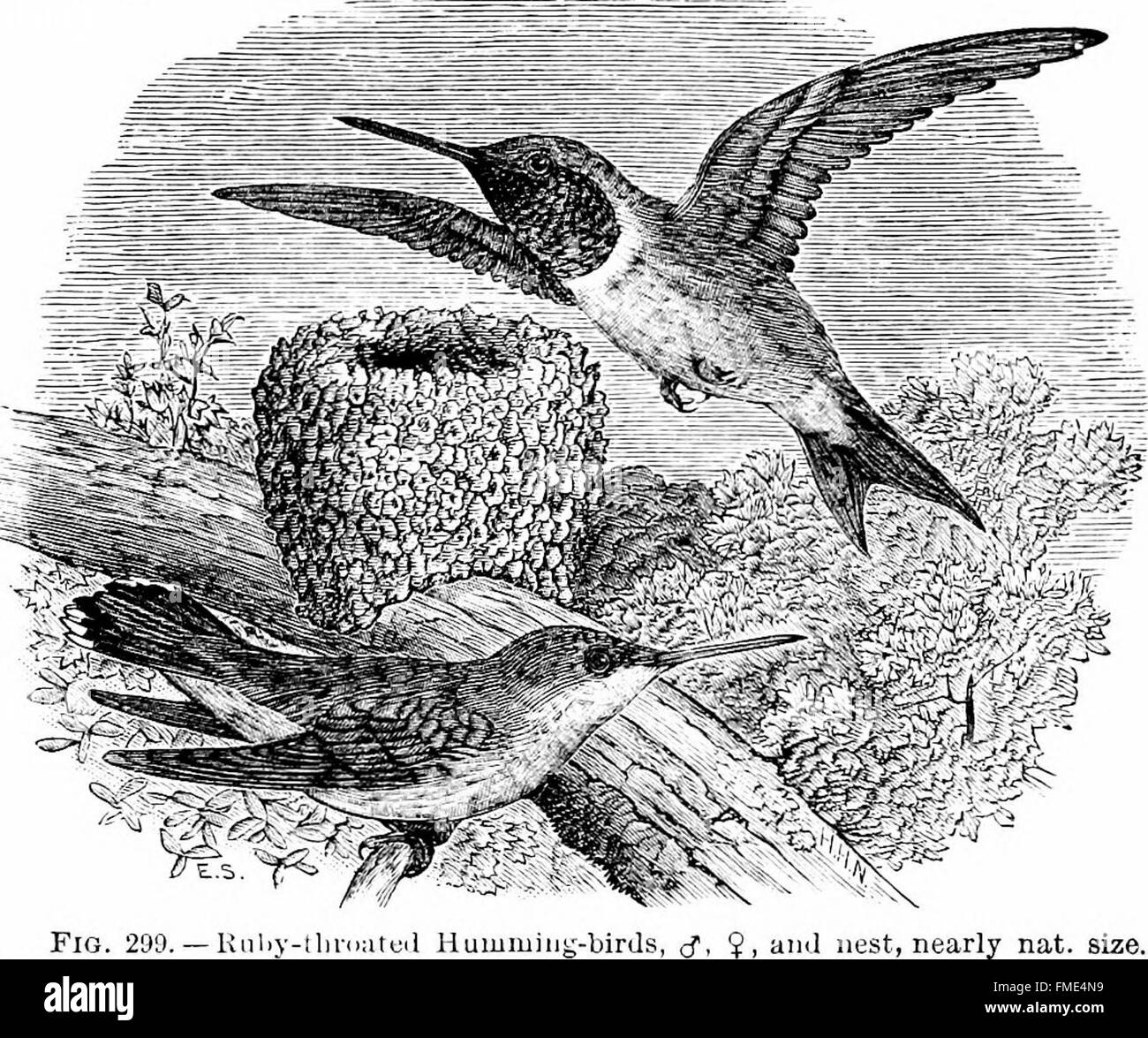 Ce travail fournit un guide complet sur les espèces d’oiseaux d’Amérique du Nord, vivantes et fossilisées. Il comprend des détails sur leur identification, leur répartition et leur rôle écologique à travers le continent. Banque D'Images