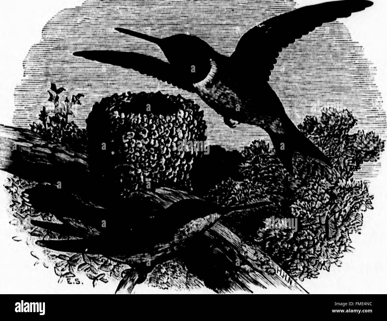 Cette publication microforme fournit un catalogue organisé des espèces d'oiseaux vivants et fossiles trouvés en Amérique du Nord, offrant des descriptions concises pour l'identification et l'étude. Banque D'Images