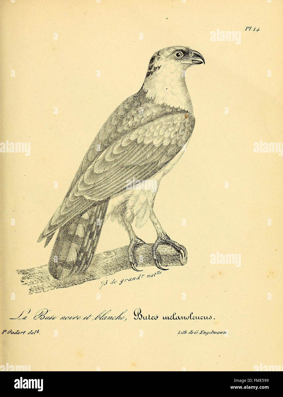 La planche 14 de 'la galerie des oiseaux' présente une collection d'illustrations d'oiseaux, mettant l'accent sur diverses espèces et leurs particularités uniques. L'œuvre contribue à l'étude et à l'appréciation de la diversité aviaire. Banque D'Images