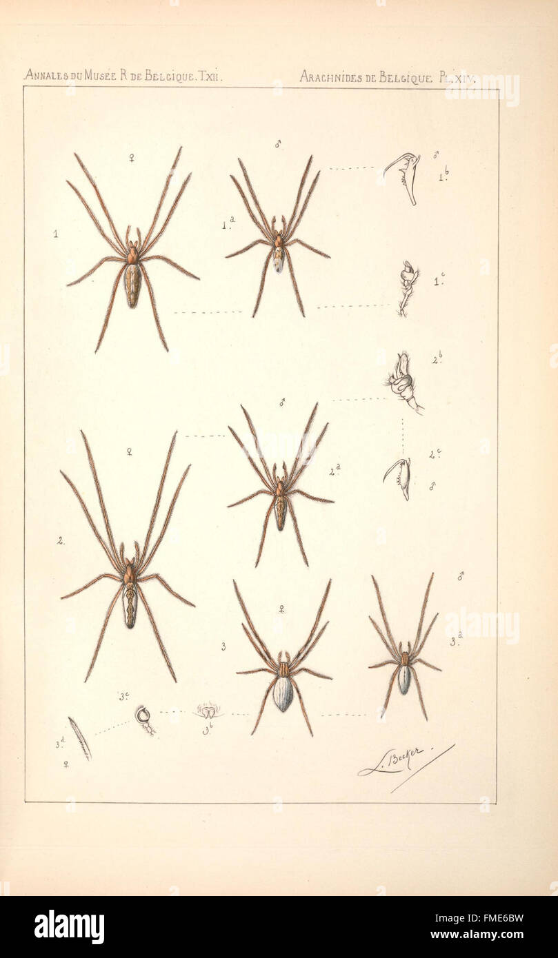 Les arachnides de Belgique (PL. XIV) Banque D'Images
