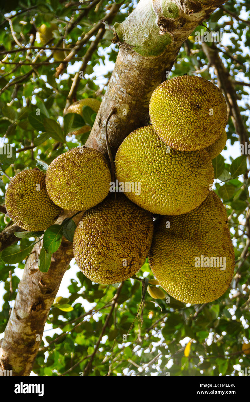 L'île de Hainan, Chine - Près de la culture de fruits frais Jack sur l'arbre. Banque D'Images