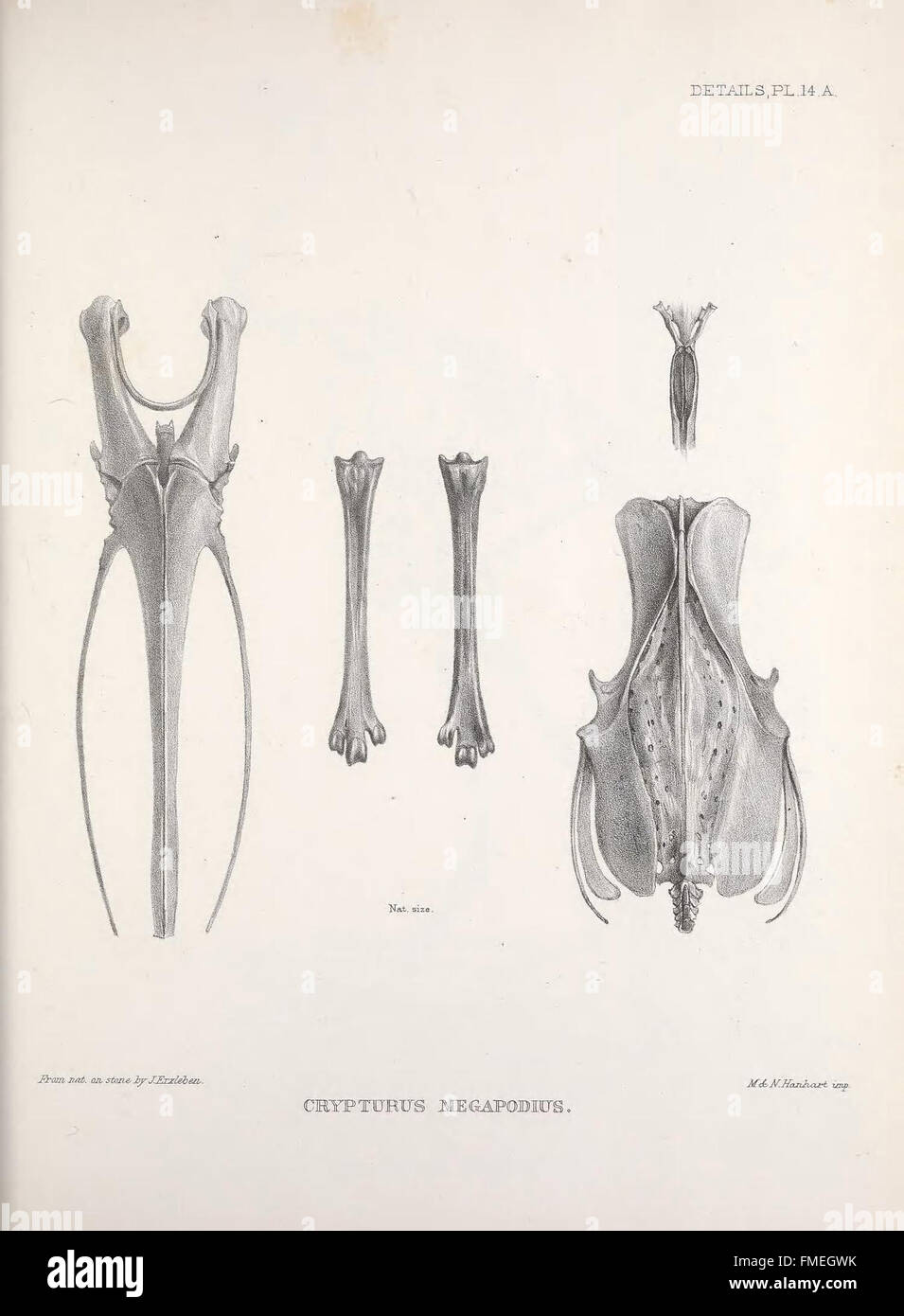 La planche 14.A de 'Osteologia avium' représente des dessins anatomiques détaillés de structures squelettiques d'oiseaux, contribuant à l'étude de l'ostéologie aviaire. Ce travail scientifique est essentiel pour comprendre les structures osseuses des oiseaux, fournissant une référence fondamentale dans le domaine de l'ornithologie et de l'anatomie comparée. Banque D'Images