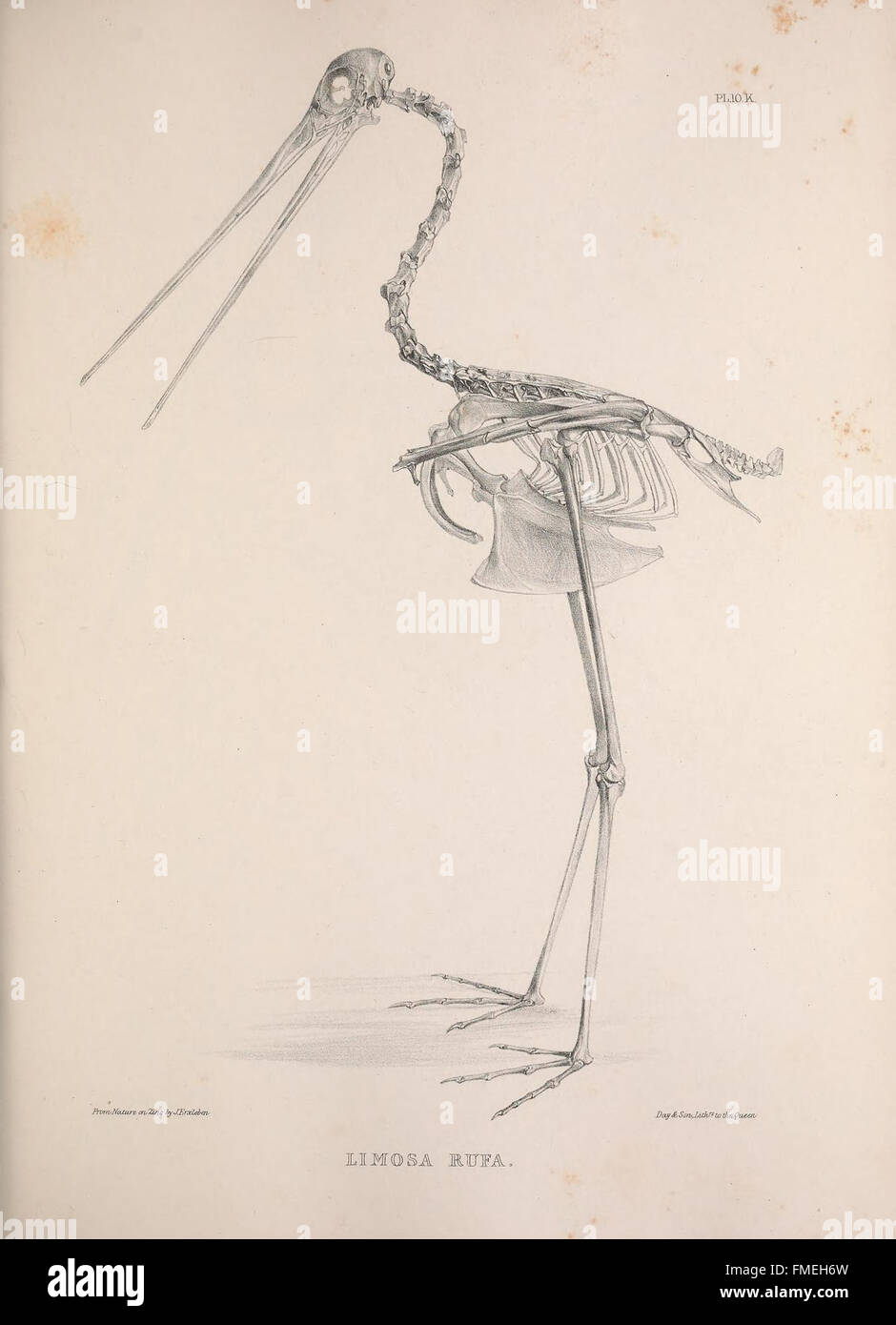 Osteologia avium, ou, d'une esquisse de l'ostéologie d'oiseaux (PL. 10.K) Banque D'Images