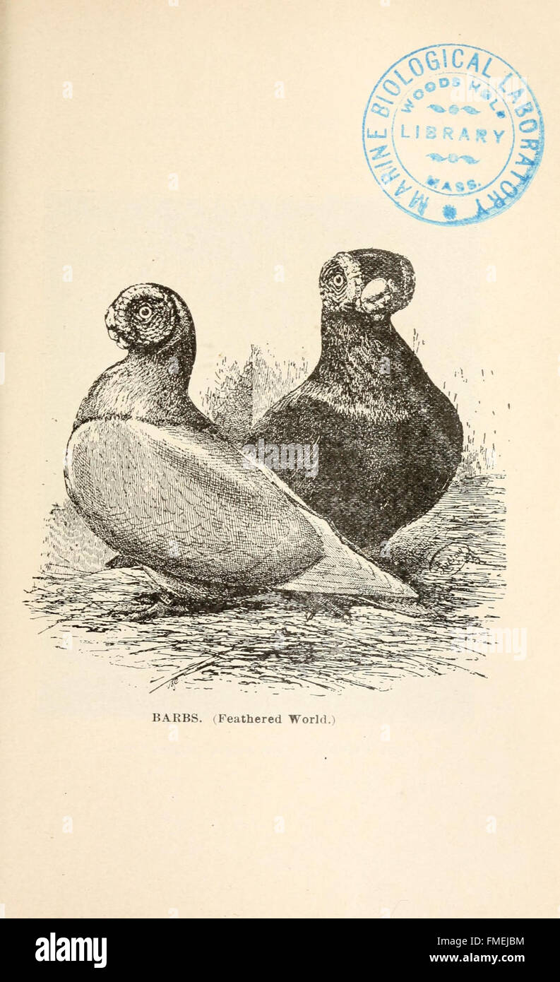Les pigeons et tout à leur sujet (page 203) Banque D'Images