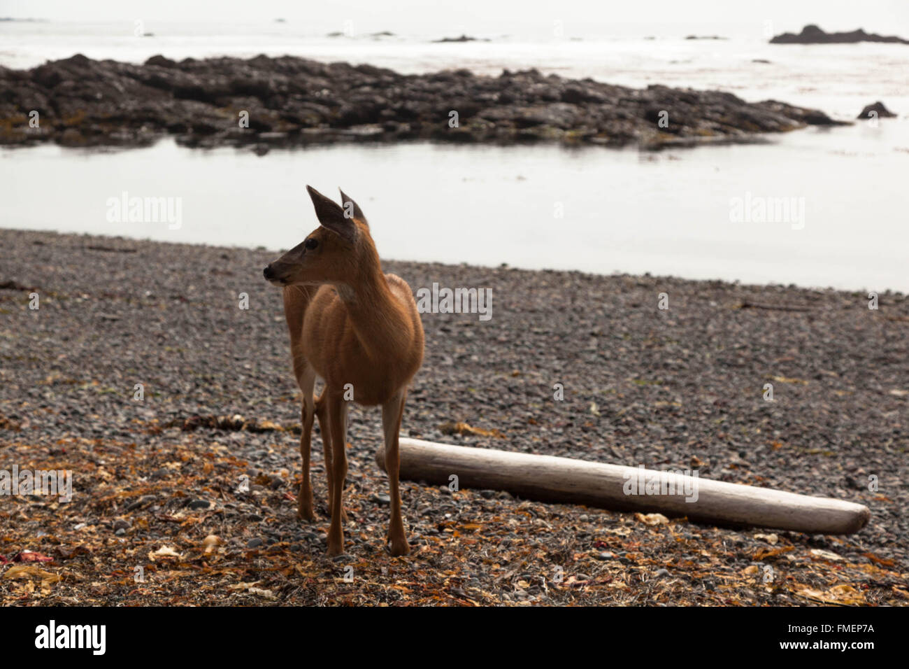Deer à Cape Scott Provincial Park sur l'île de Vancouver, C.-B. Banque D'Images