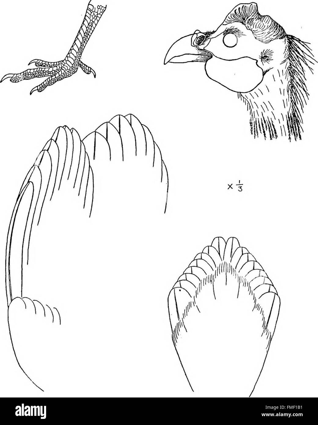Un catalogue complet des oiseaux trouvés en Amérique du Nord et en Amérique centrale, couvrant leurs genres, espèces et sous-espèces. Il détaille les populations d'oiseaux de l'Arctique à l'isthme de Panama. Banque D'Images