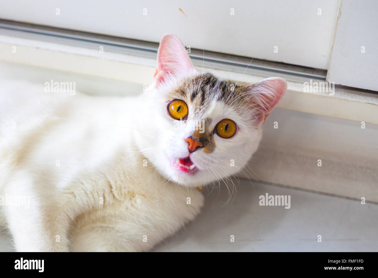 Chat blanc avec des yeux jaunes Banque D'Images