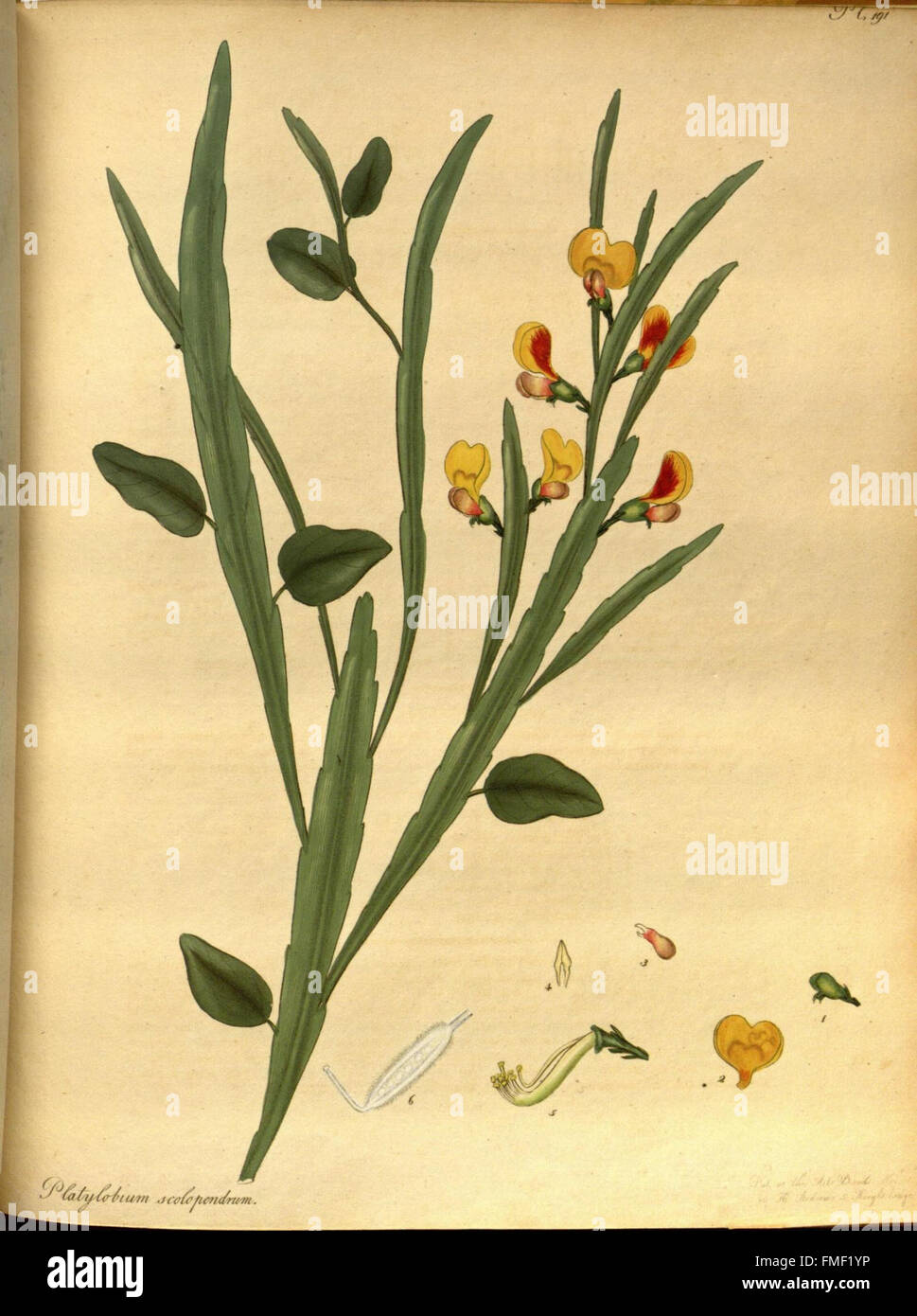 Le référentiel du botaniste, pour les nouveaux et les plantes rares (Pl. 191) Banque D'Images
