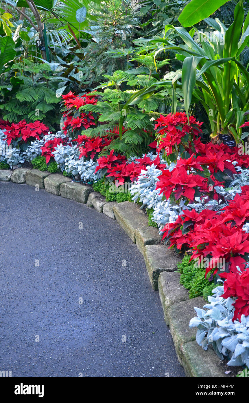 Beau jardin botanique pendant la saison de Noël Banque D'Images