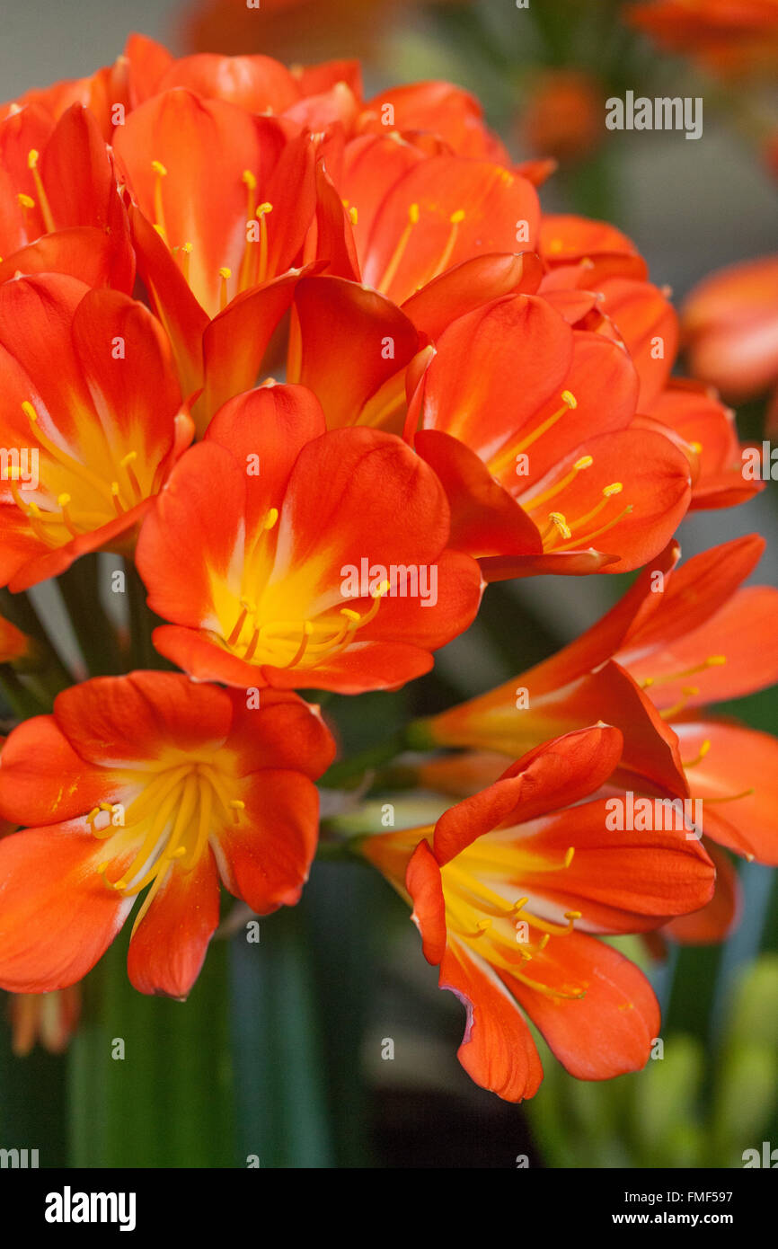 Nénuphars natal, nénuphars, nénuphars Kaffir - Clivia miniata fleurs orange Banque D'Images