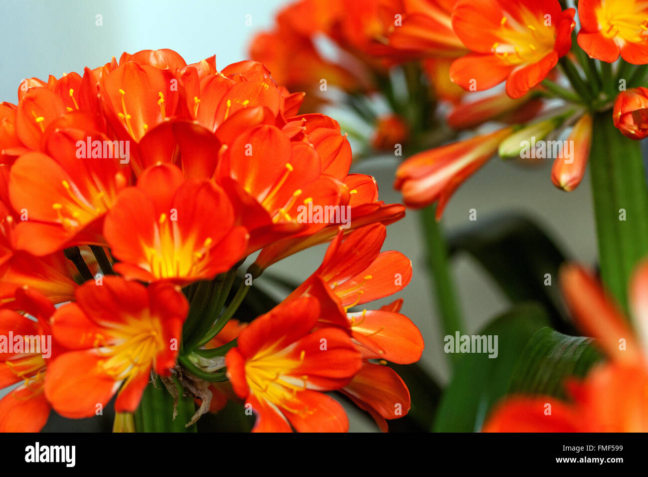 Nénuphars natal, nénuphars, nénuphars Kaffir - Clivia miniata fleurs orange Banque D'Images