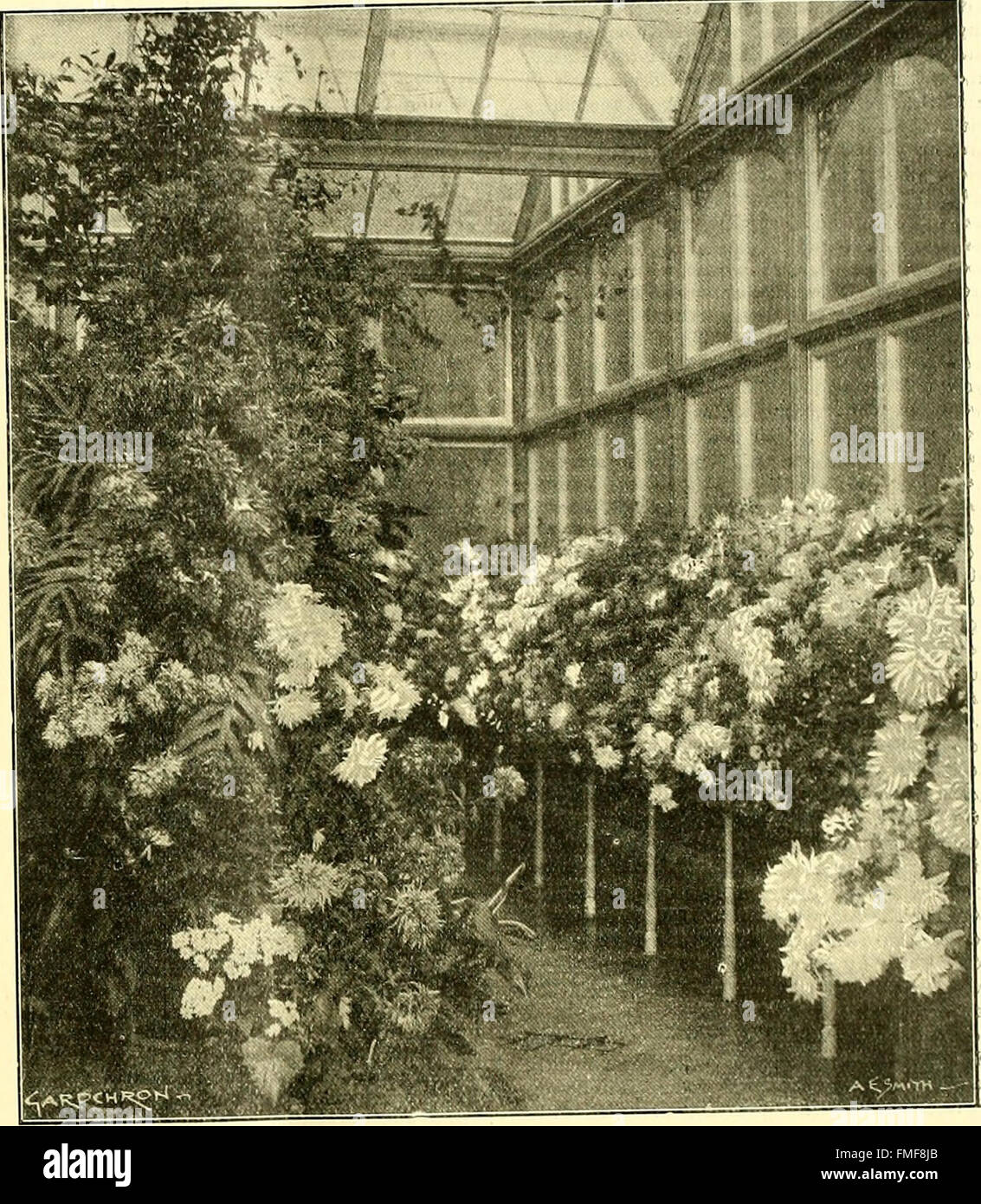 La chronique des jardiniers - un journal illustré hebdomadaire de l'horticulture et les sujets connexes (1905) Banque D'Images