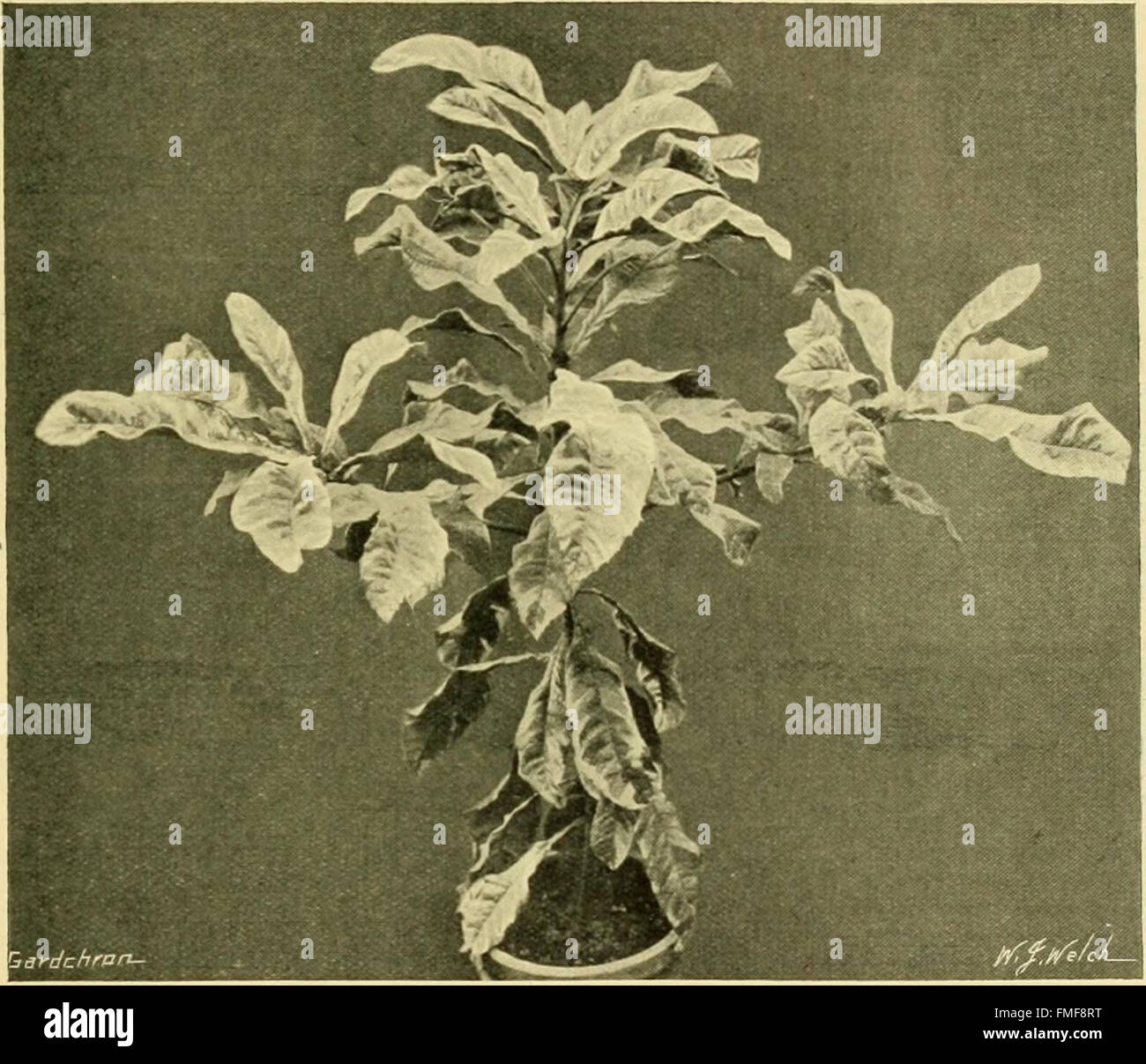 La chronique des jardiniers - un journal illustré hebdomadaire de l'horticulture et les sujets connexes (1913) Banque D'Images