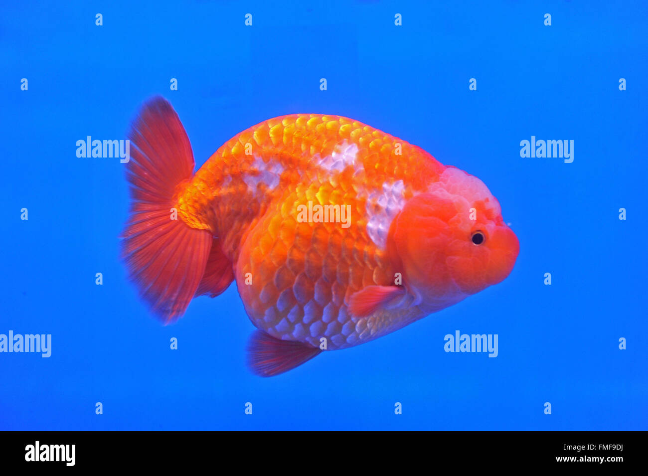 Ranchu goldfish en tête de lion fish tank Banque D'Images
