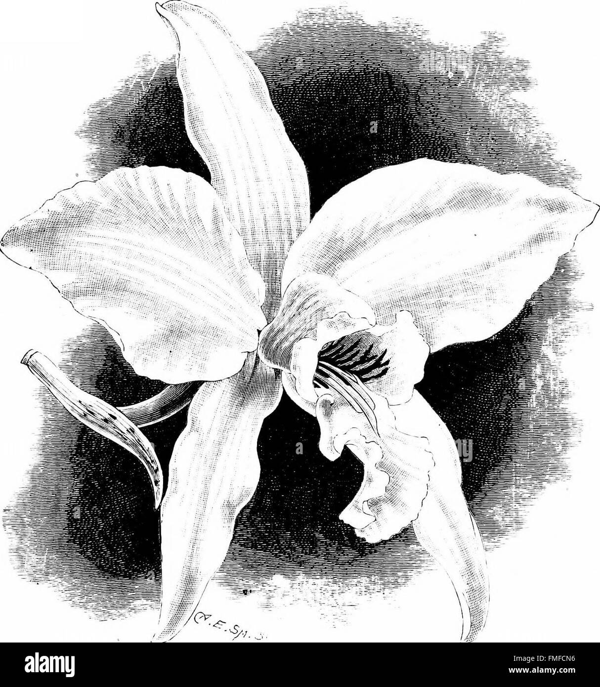 'The Orchid-Grower’s Manual' (1894) fournit des descriptions complètes et des conseils de culture pour les meilleures espèces et variétés d'orchidées, offrant des conseils d'expert sur la culture et l'entretien de ces plantes délicates. Banque D'Images