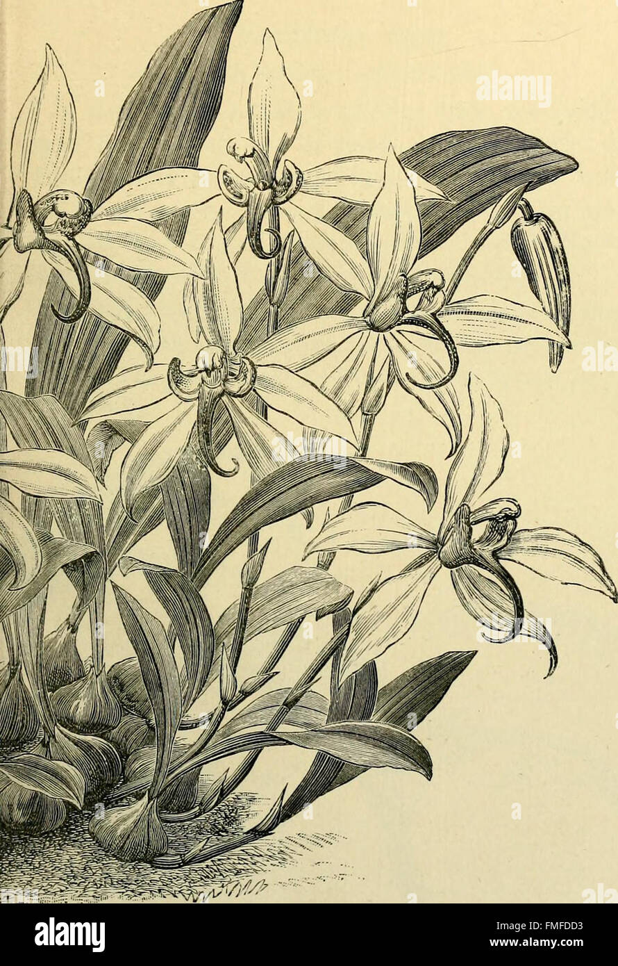 Ce manuel 1885 fournit un guide complet des espèces et variétés d'orchidées, y compris des conseils de culture, des instructions d'entretien et des descriptions détaillées des espèces d'orchidées les plus populaires à l'époque. Banque D'Images