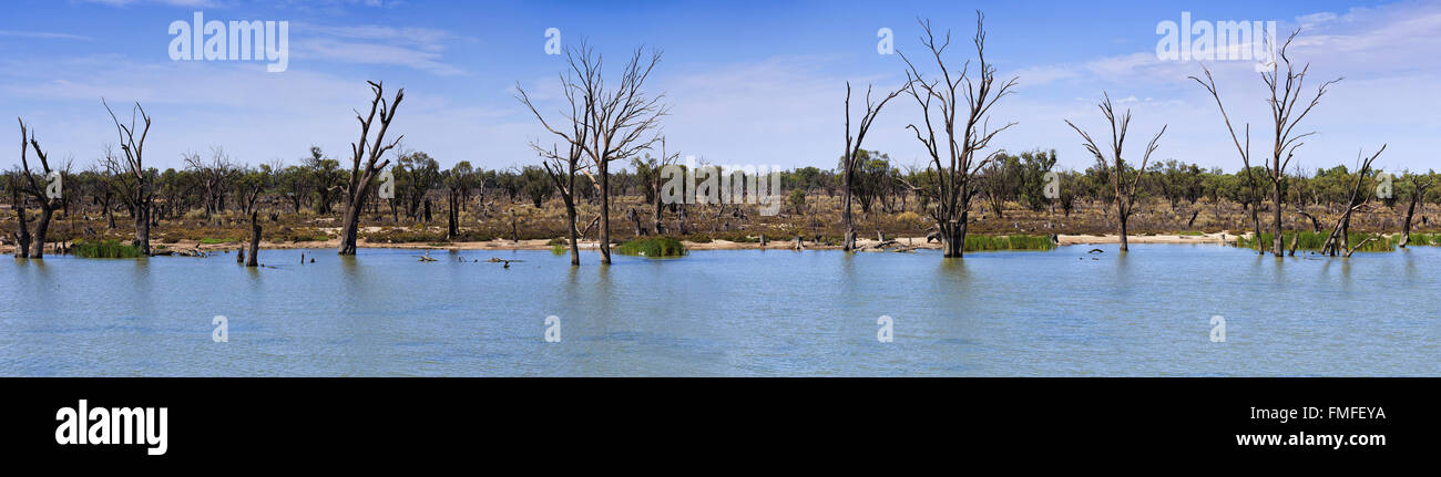 Murray river large vue panoramique sur l'eau cours avec télévision en face du côté de la rivière couvert par les arbres morts et des oiseaux vivants. Banque D'Images