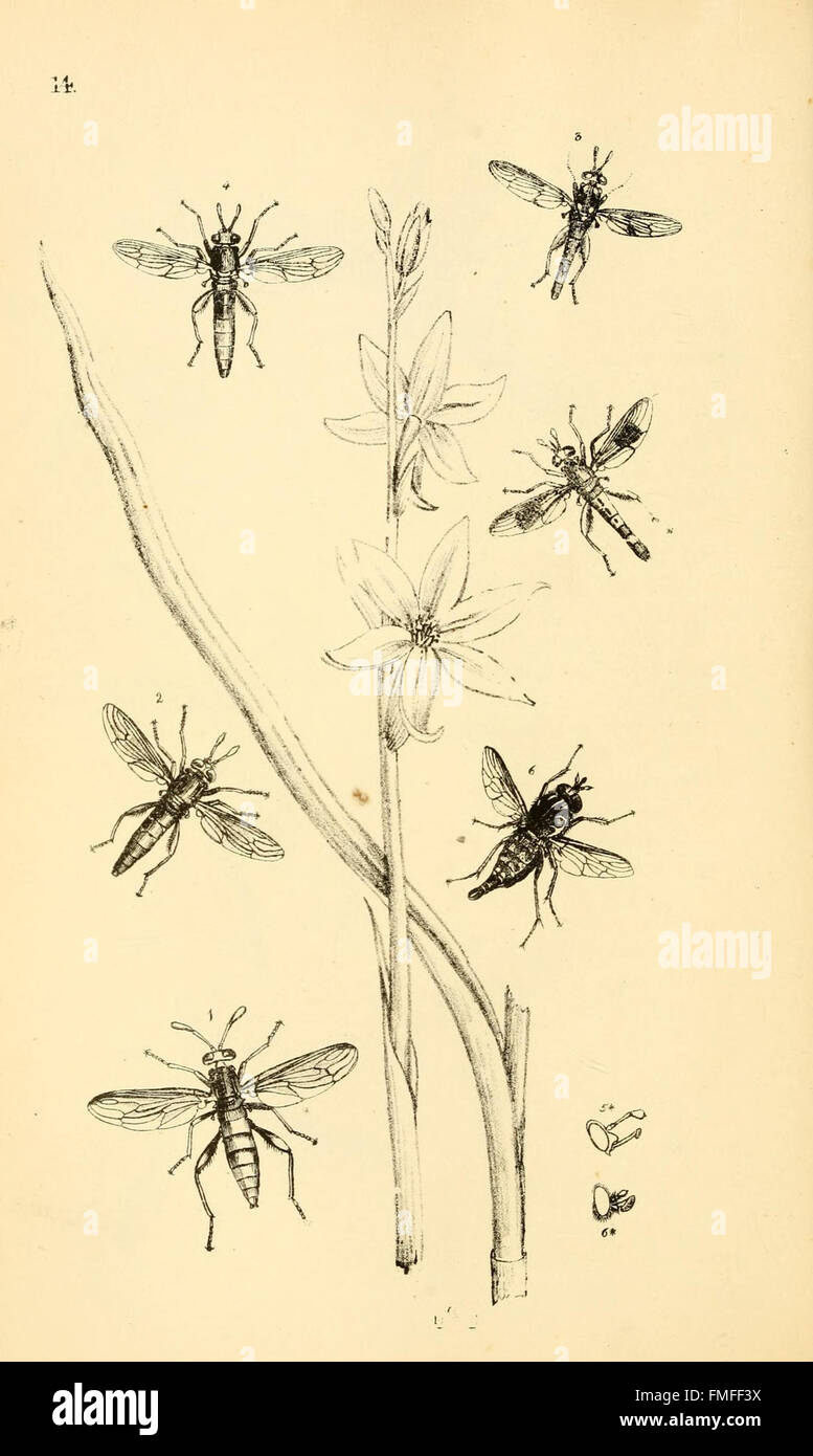 La planche 14 de 'Arcana entomologica' présente des illustrations d'espèces d'insectes nouvellement découvertes, rares et intrigantes. Banque D'Images