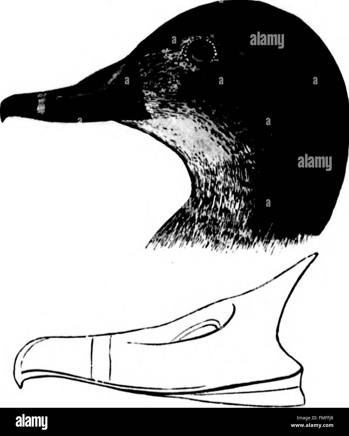 Ce travail se concentre sur les oiseaux aquatiques de l’Amérique du Nord, offrant des descriptions détaillées et des illustrations des espèces qui habitent les milieux côtiers et d’eau douce à travers le continent. Banque D'Images