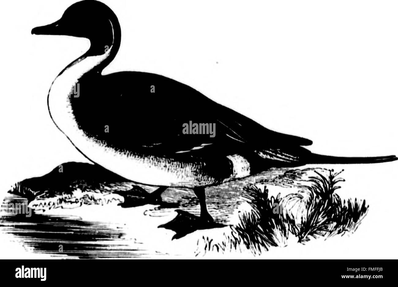 « The Water Birds of North America » (1884) présente des études détaillées et des illustrations de la sauvagine nord-américaine, y compris l'identification des espèces et la description des habitats. Il met en évidence les diverses espèces d'oiseaux que l'on trouve dans les zones humides du continent. Banque D'Images