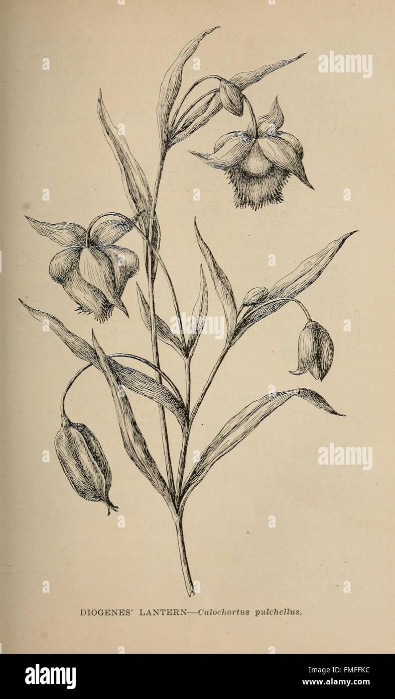 Page 145 tirée de 'The Wild Flowers of California ; Their names, Haunts, and habits' de Mary Elizabeth Parsons, publiée en 1907, présente des illustrations et des descriptions de la flore indigène de Californie, mettant l'accent sur leurs habitats et leurs caractéristiques. Banque D'Images