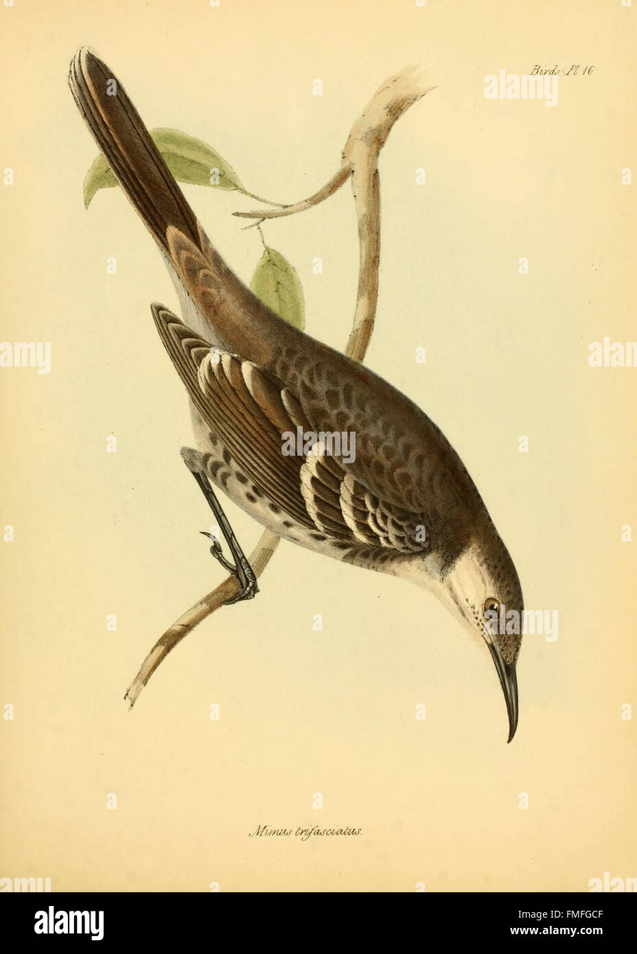 La zoologie du voyage de H.M.S. Beagle (Oiseaux Pl. 16) Banque D'Images