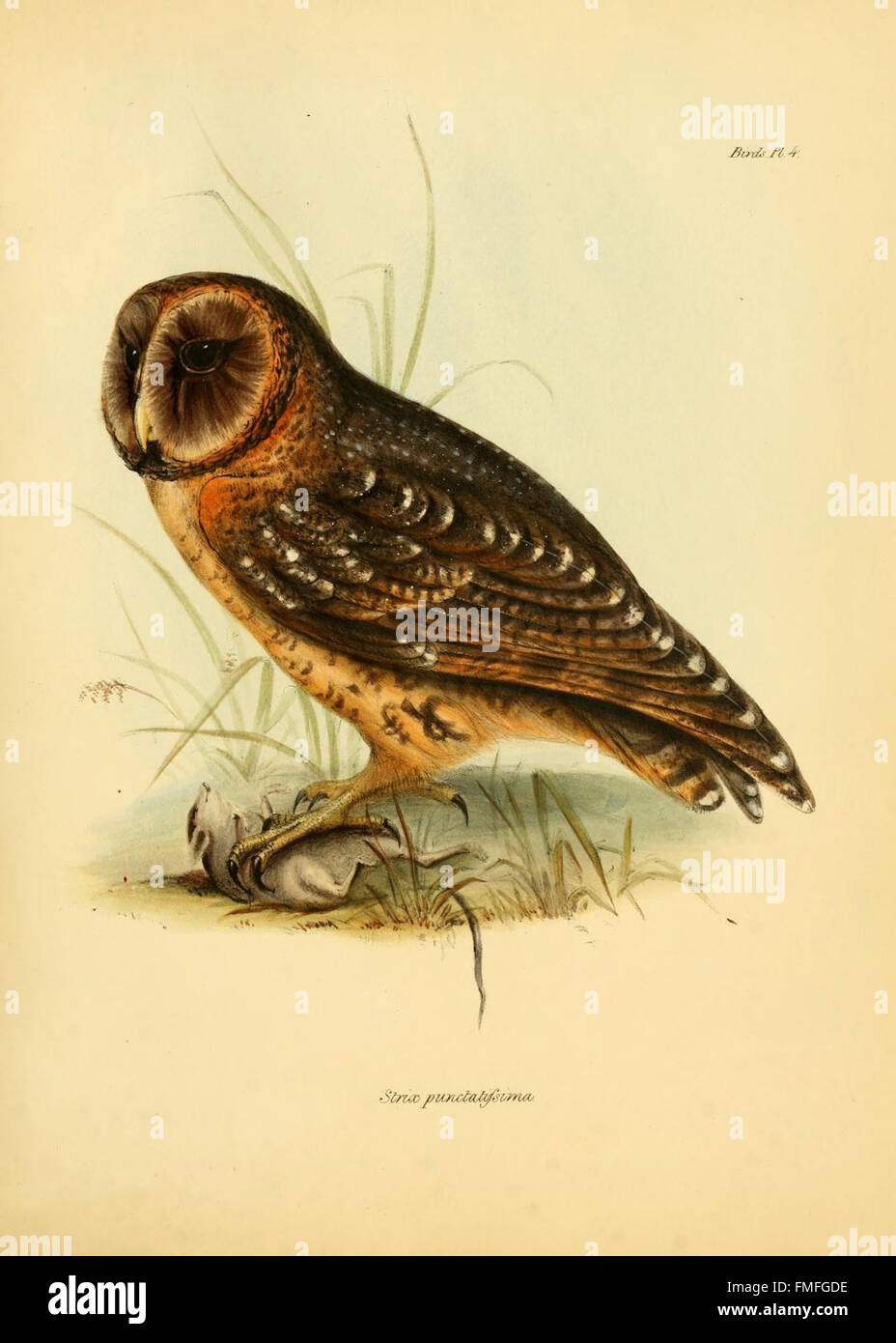 La zoologie du voyage de H.M.S. Beagle (Oiseaux Pl. 4) Banque D'Images