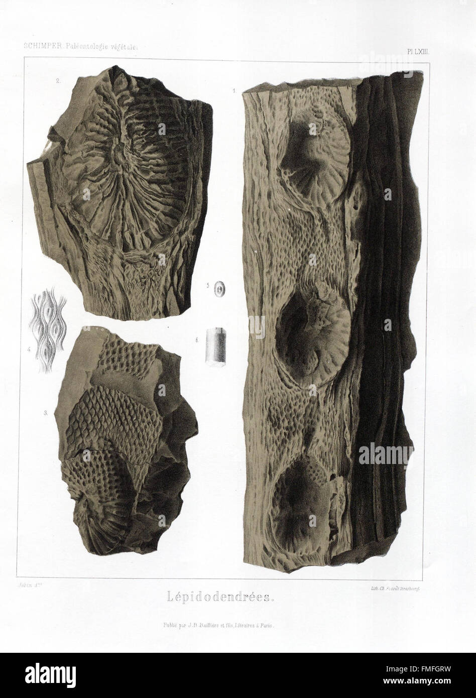 La planche LXIII du 'Traité de Paléontologie végétale' fournit des illustrations et des descriptions des plantes préhistoriques et de leur relation avec les formations géologiques, mettant en évidence l'évolution de la vie végétale. Banque D'Images