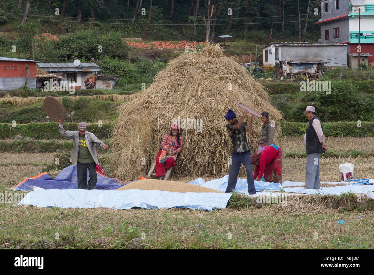 Pokhara, Népal - le 14 novembre 2014 : Photo de paysans népalais la récolte d'un champ et de mettre en place des tas de paille. Banque D'Images