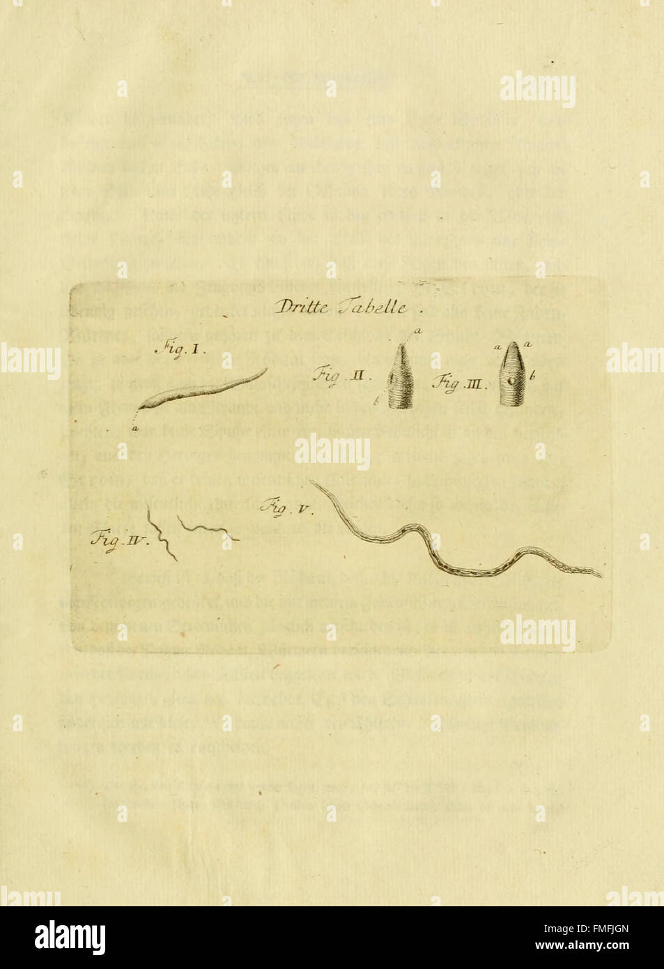 'Von Würmern des süssen und salzigen Wassers' examine différents types de vers trouvés dans les environnements d'eau douce et d'eau salée, avec des illustrations soulignant leurs caractéristiques uniques. Banque D'Images