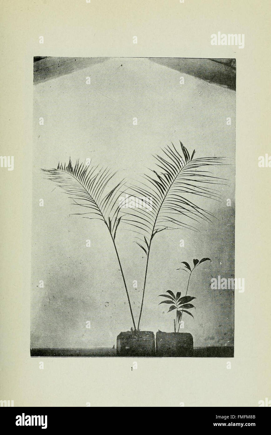 Les archives botaniques du jardin botanique de Rio de Janeiro (PL.1) mettent en valeur les diverses espèces végétales et l’importance écologique de la région. Il comprend des illustrations détaillées et des descriptions de diverses plantes, contribuant à la compréhension scientifique de la flore locale. Banque D'Images