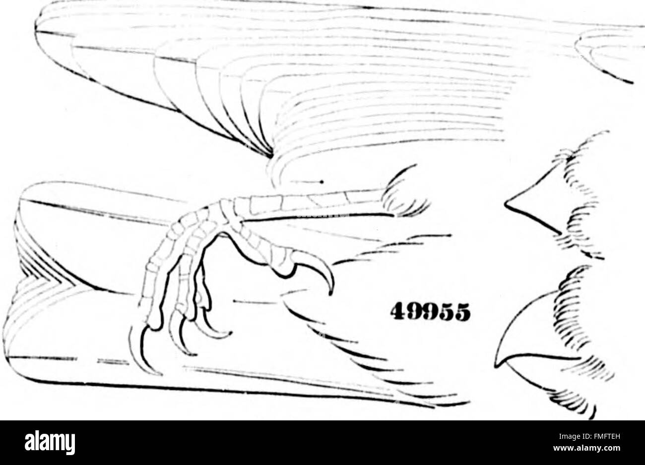 Cette publication microforme de 1874 présente une histoire complète des oiseaux terrestres nord-américains, détaillant leurs habitats, leurs comportements et leur classification, offrant ainsi un aperçu précieux des espèces aviaires de la région. Banque D'Images