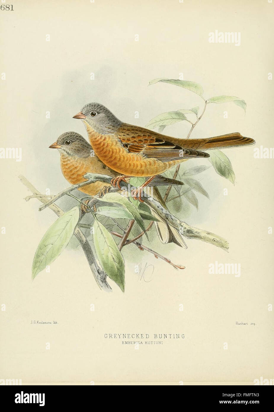Une histoire des oiseaux de l'Europe (Pl. 681) Banque D'Images