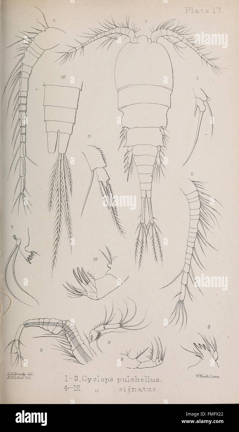 Une monographie de la libre et semi-Parasitic Copepoda des îles Britanniques (Planche XVII) Banque D'Images