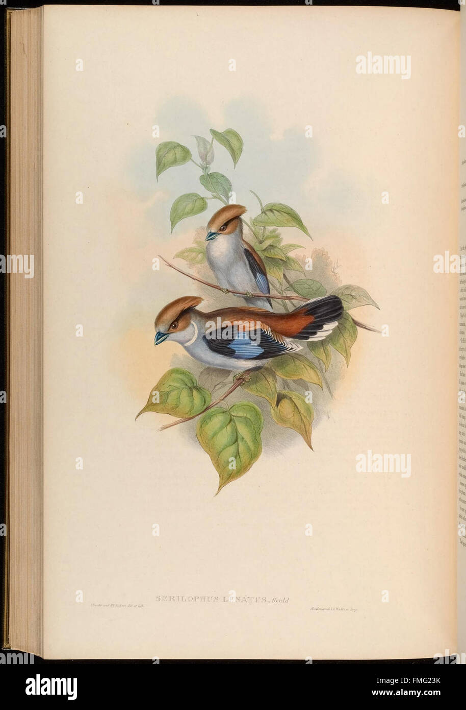Oiseaux de l'Asie - par John Gould (planche 62) Banque D'Images
