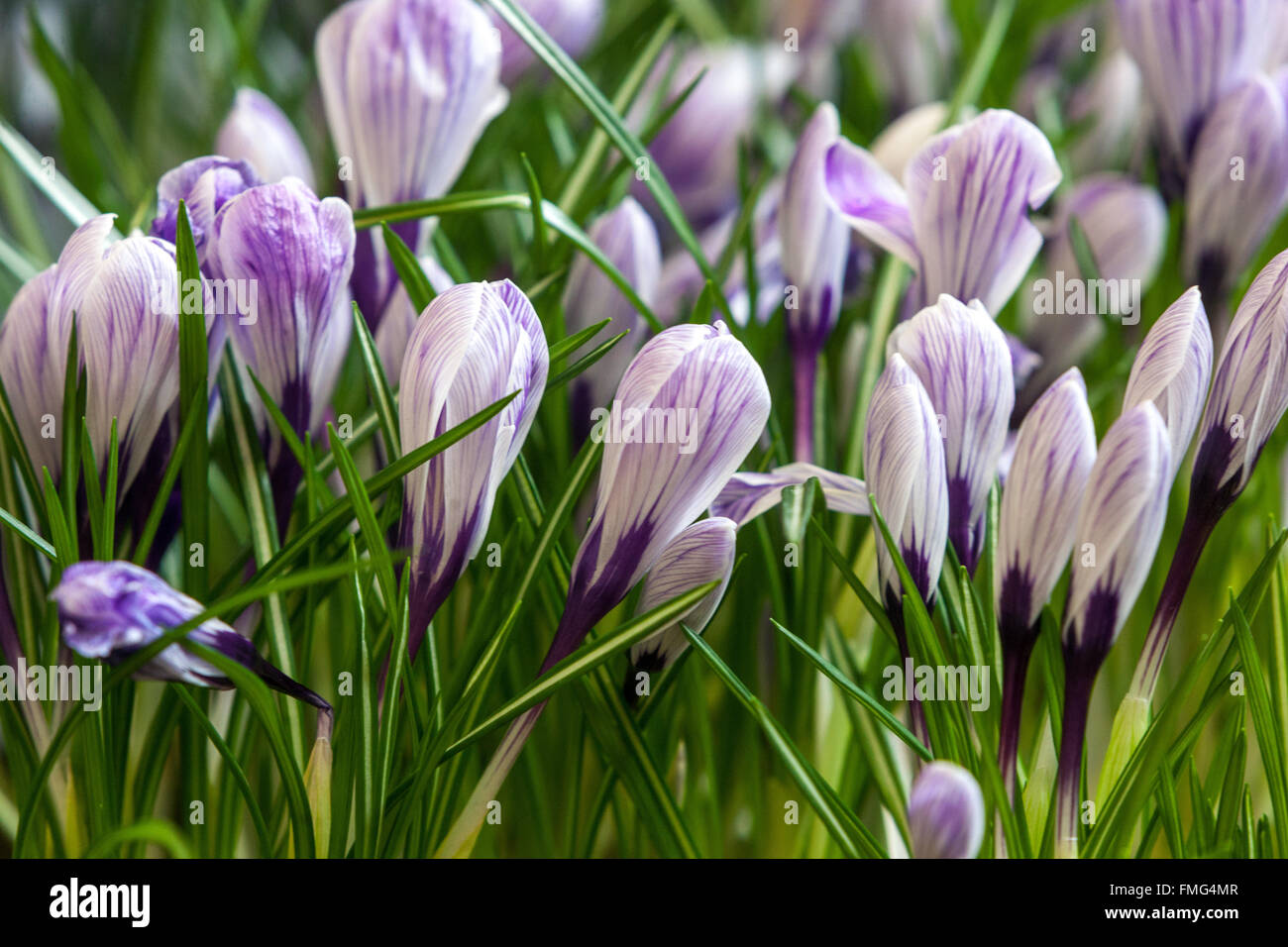 Crocus vernus 'Pickwick' jardin de printemps en fleur Banque D'Images