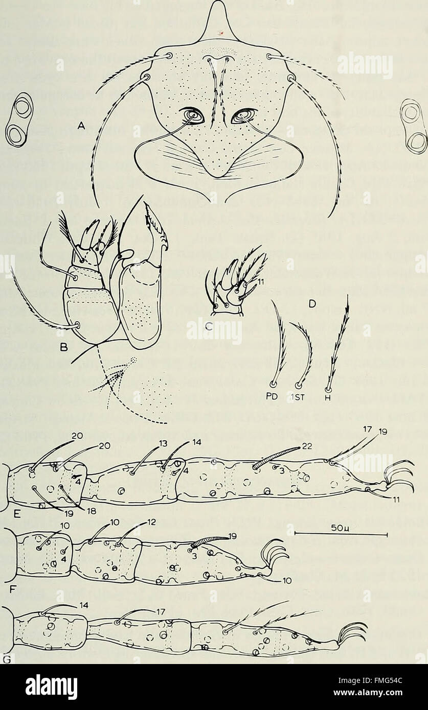 Bulletin de l'Académie des Sciences de Californie du Sud (1902-1971). Banque D'Images