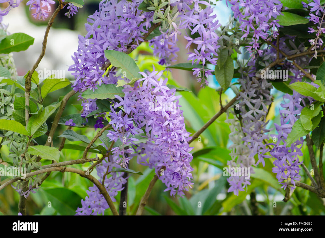 Petrea Fleurs. (Queen's Wreath, de papier de vigne, Couronne pourpre) Banque D'Images