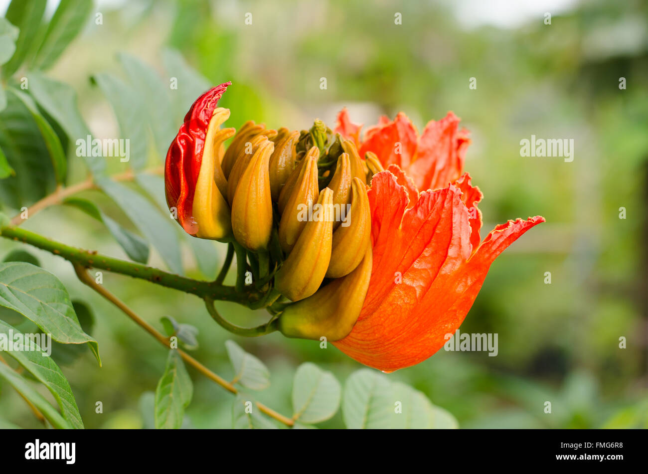 L'Afrique de décoration fleur tulip tree ,flamme de la forêt Banque D'Images