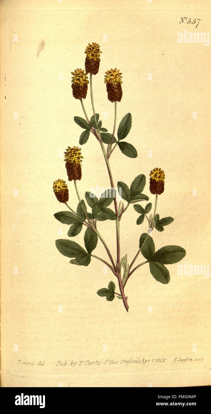 Curtis's Botanical Magazine (No. 557) Banque D'Images