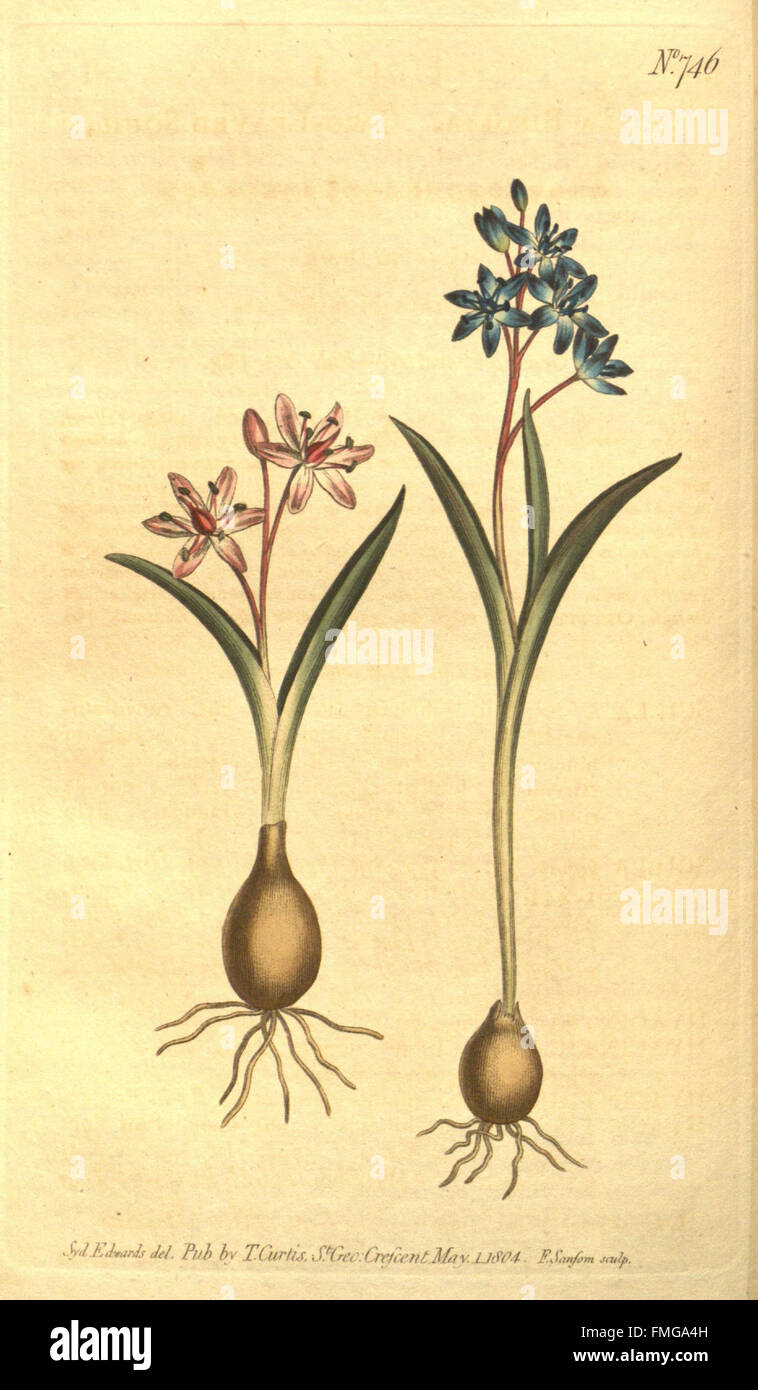 Curtis's Botanical Magazine (No. 746) Banque D'Images