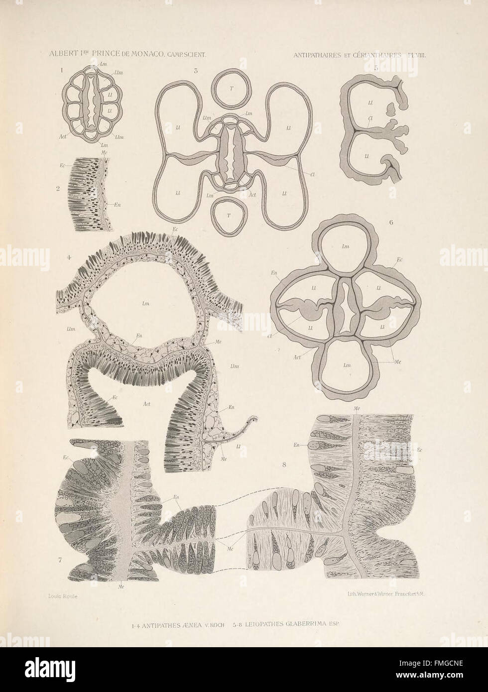 Description des Antipathaires et CC3A9rianthaires recueillis par S.A.S. le Prince de Monaco dans l'Atlantique nord (ANTIPATHAIRES ET CC389PL. RIANTHAIRES VIII) Banque D'Images