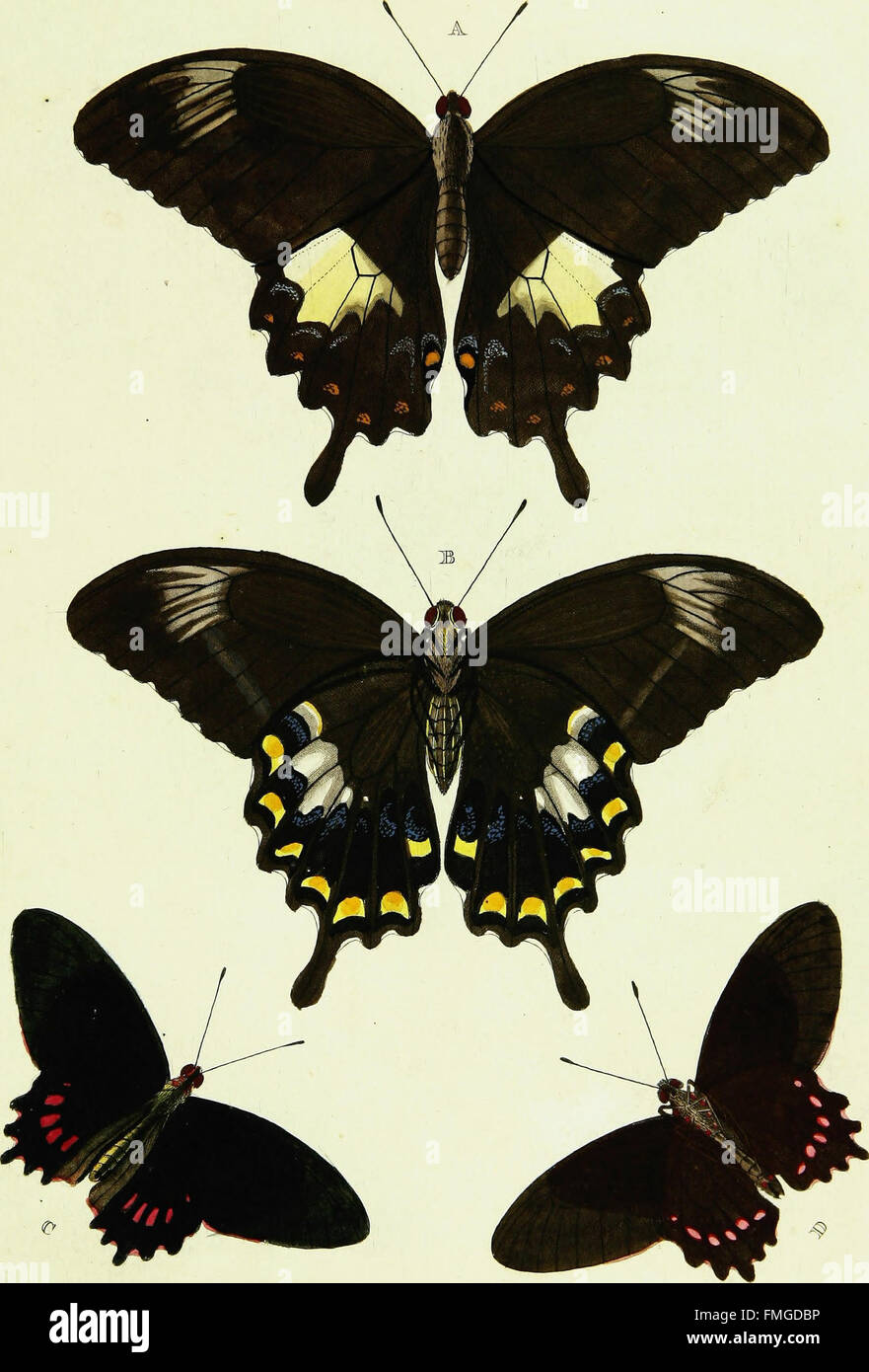 'De Uitlandsche Kapellen' (1779) représente des espèces étrangères de coléoptères trouvées en Asie, en Afrique et dans les Amériques, mettant en valeur leur diversité et leur rôle écologique dans ces régions. Banque D'Images