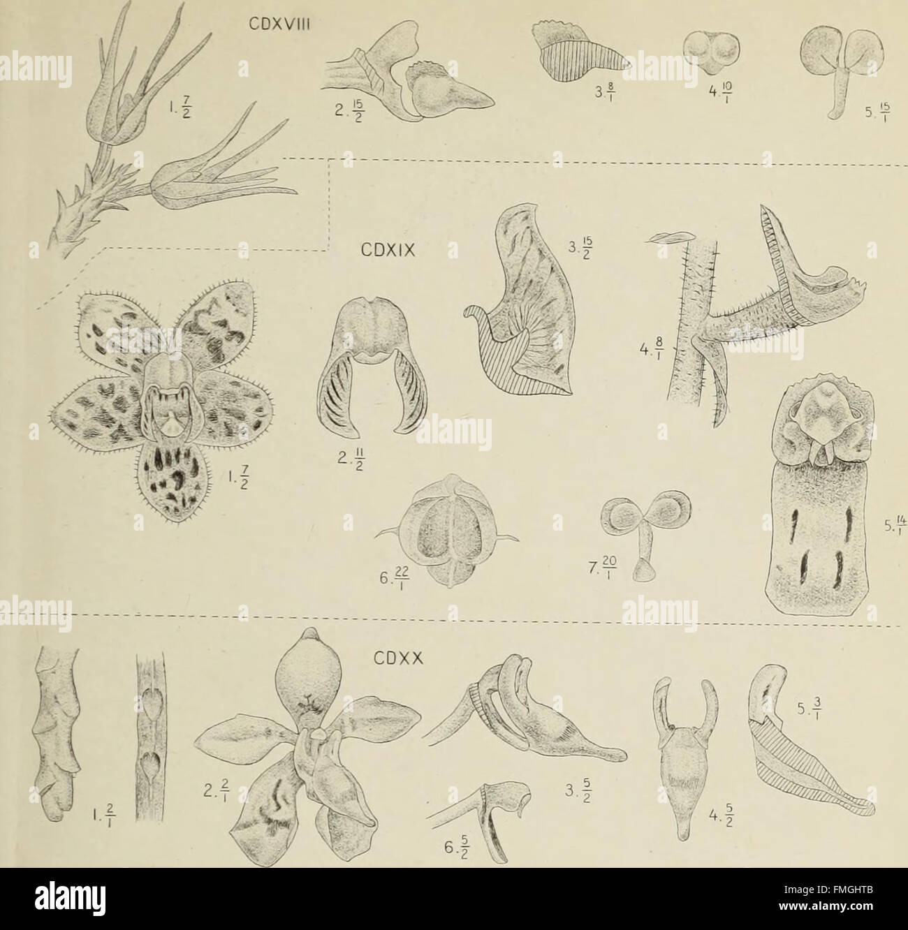 *Die Orchideen von Java* (1905) est une étude détaillée des espèces d ...