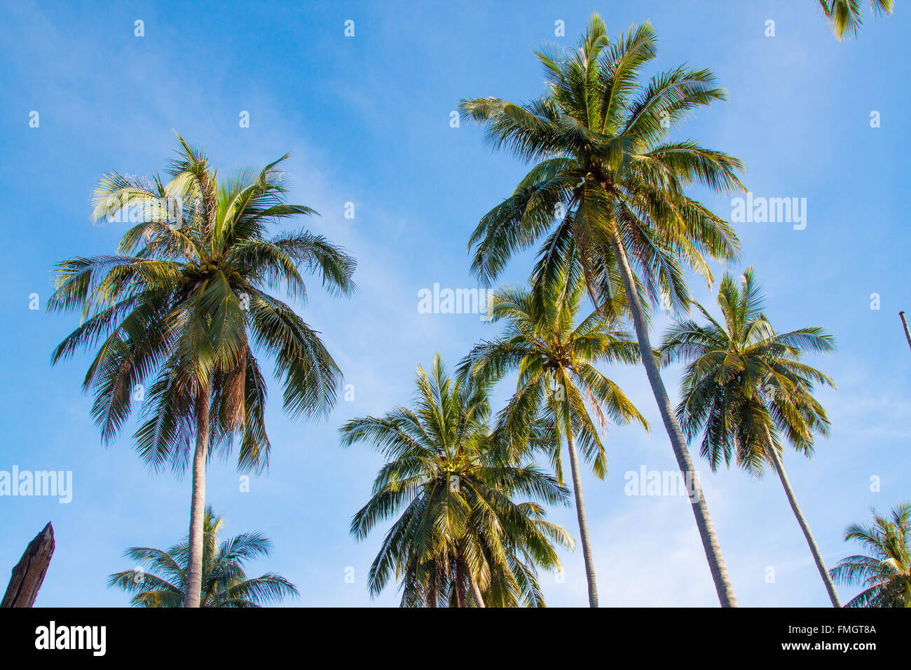 Symboles de paradis tropical, groupe de cocotiers Banque D'Images