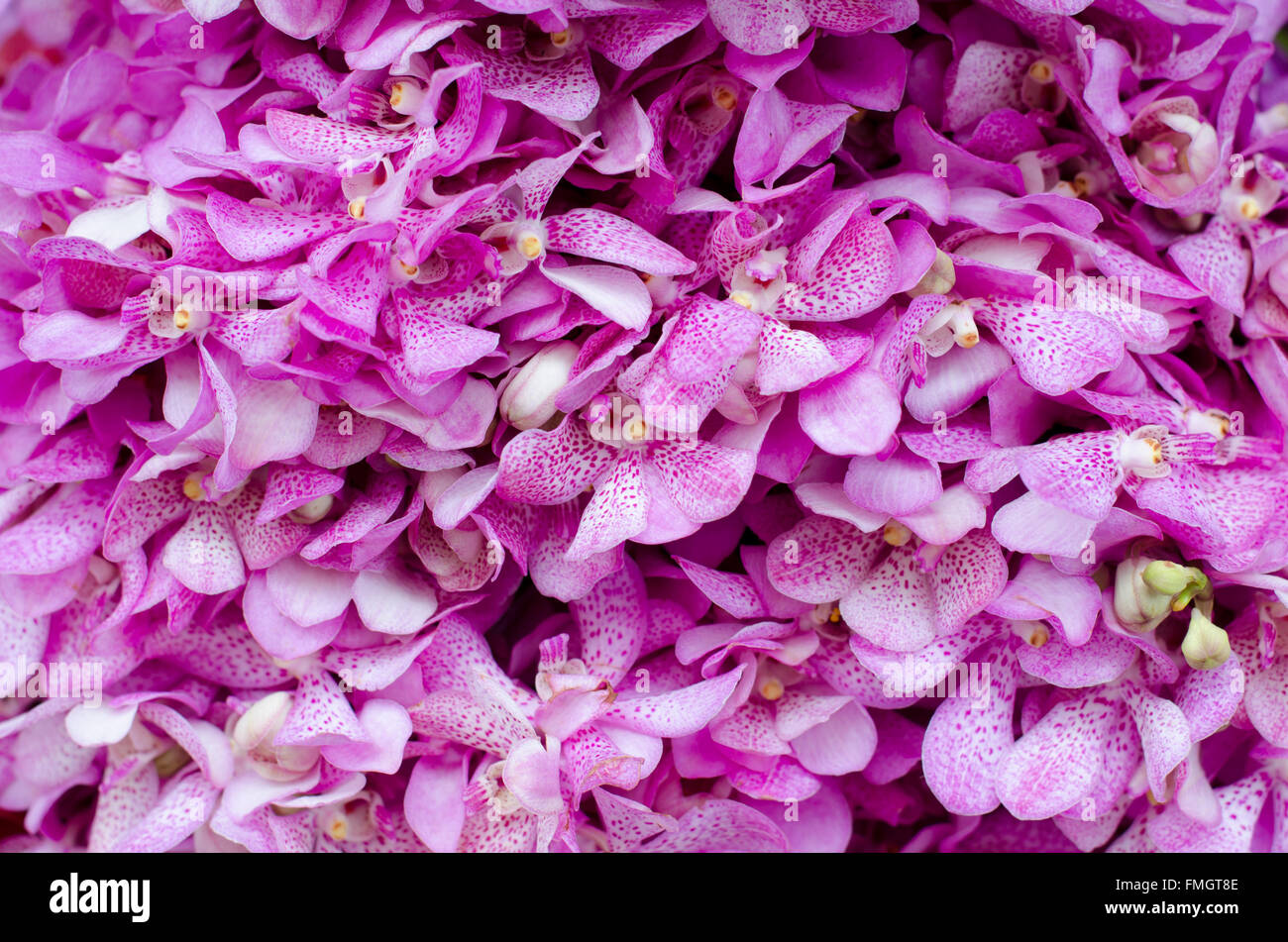 Belle orchidée rose background Banque D'Images
