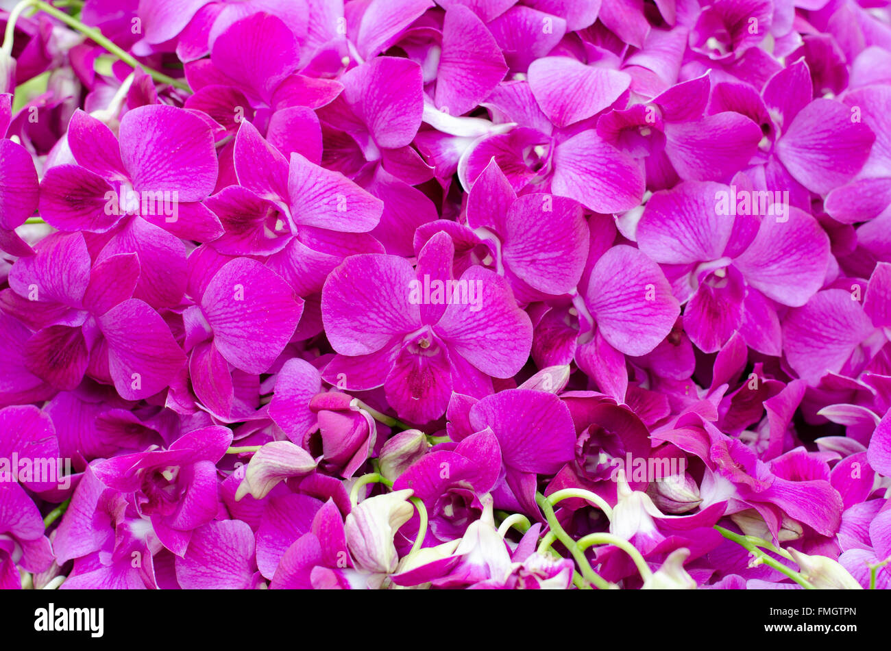 Belle orchidée rose background Banque D'Images