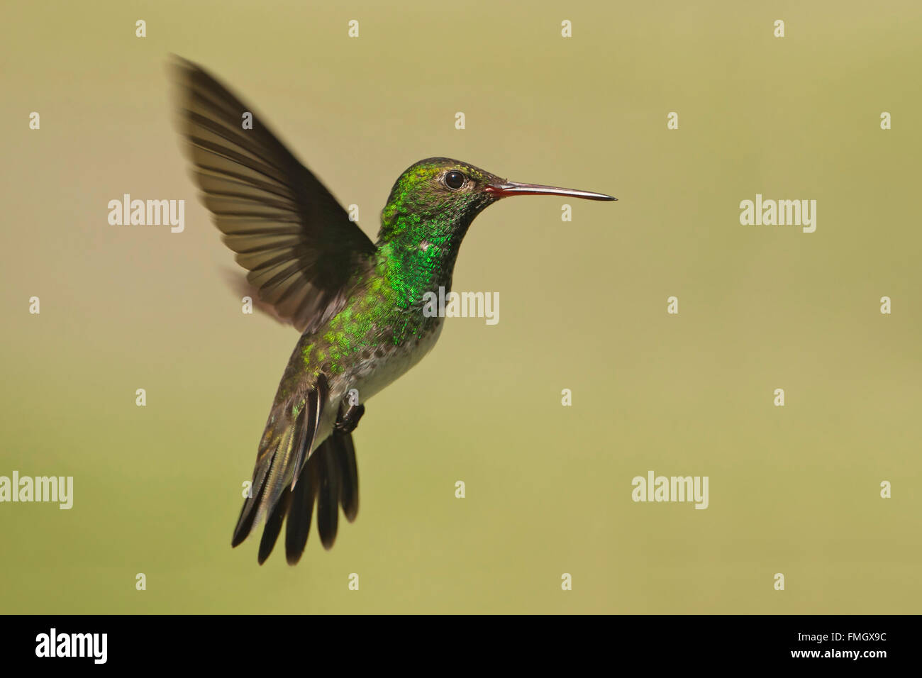 Le scintillant Emerald (Amazilia fimbriata) en vol contre l'arrière-plan, Itanhaem, Brésil Banque D'Images