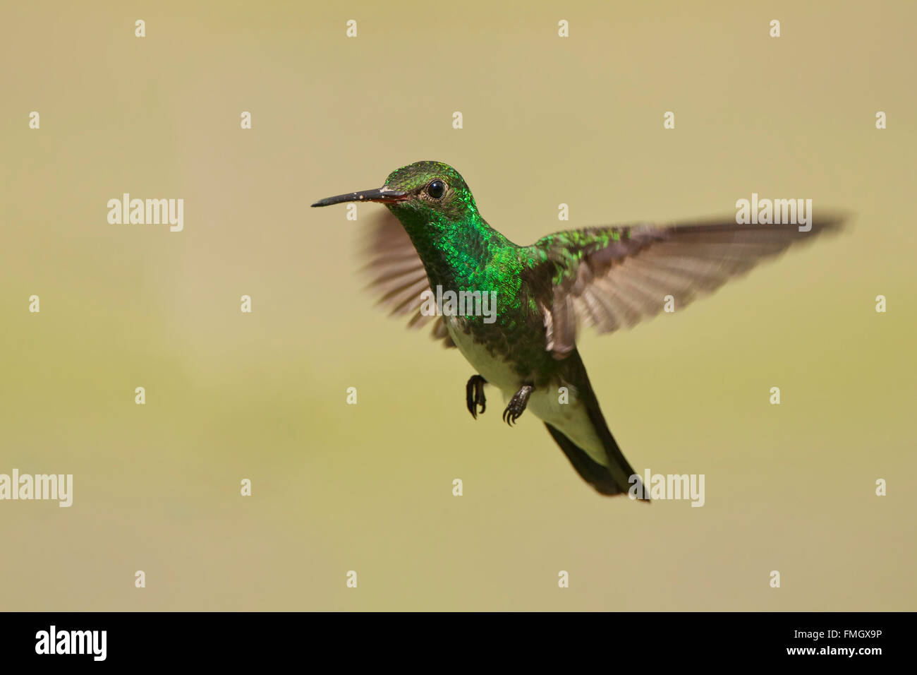 Le scintillant Emerald (Amazilia fimbriata) en vol contre l'arrière-plan, Itanhaem, Brésil Banque D'Images